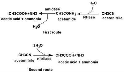 Whole Cell Actinobacteria as Biocatalysts